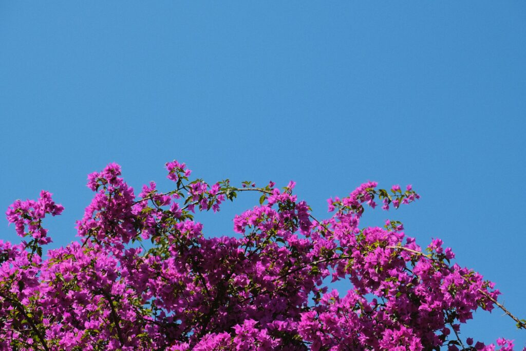 Lavender Antalya vegetation