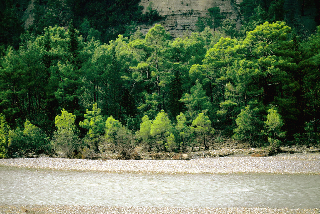 Pine forest Antalya — vegetation and climate